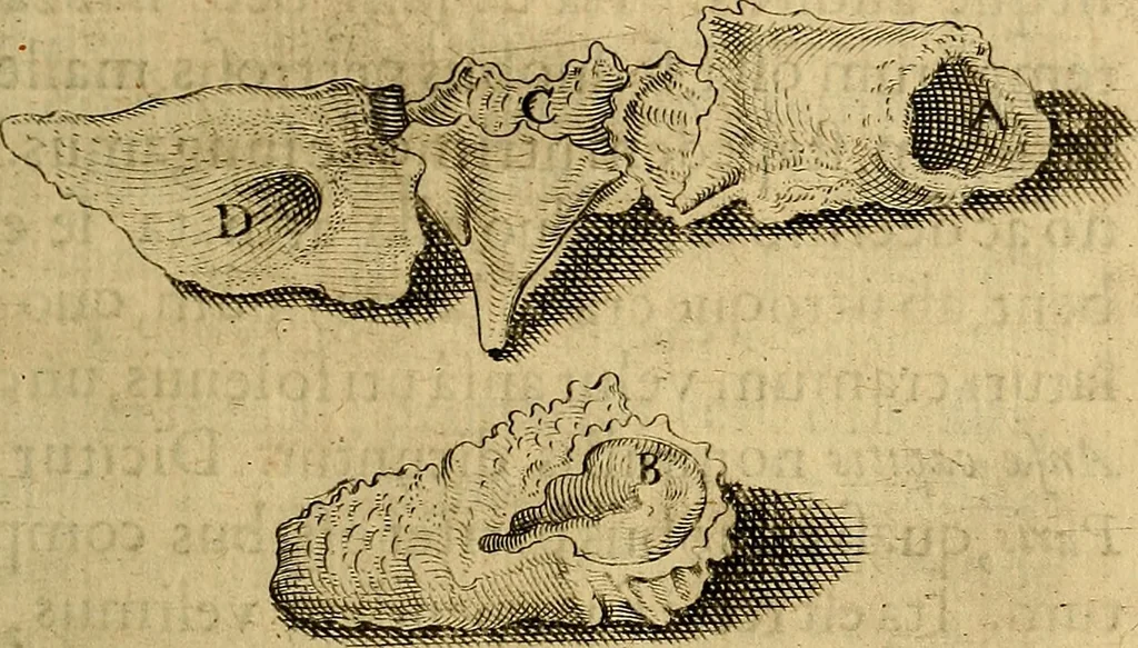 An illustration from Petri Paaw Amsteldamensis, in Academia Lugduno-Batava anatomici & botanici professoris Primitiae anatomicae : de humani corporis ossibus, 1615, leaf 82