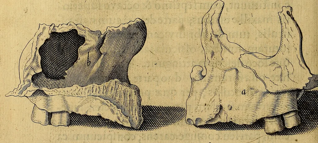An illustration from Petri Paaw Amsteldamensis, in Academia Lugduno-Batava anatomici & botanici professoris Primitiae anatomicae : de humani corporis ossibus, 1615, leaf 91