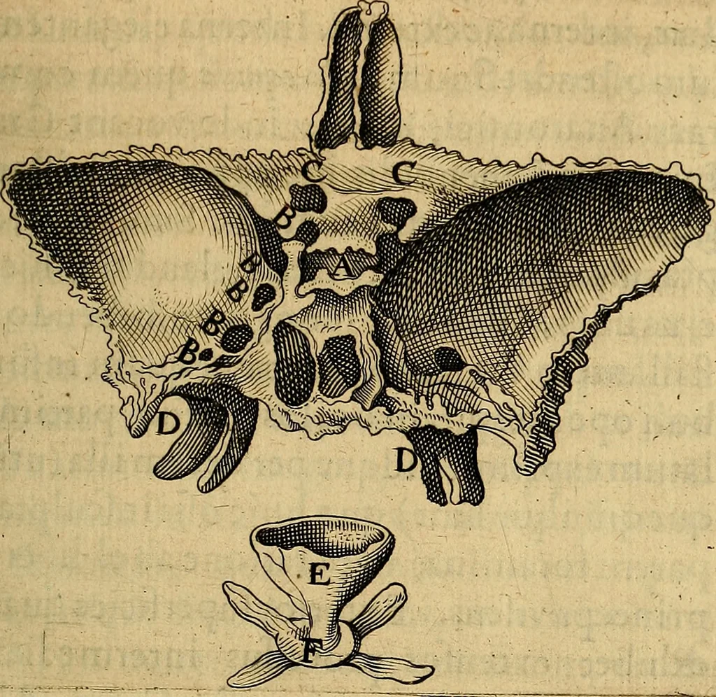 An illustration from Petri Paaw Amsteldamensis, in Academia Lugduno-Batava anatomici & botanici professoris Primitiae anatomicae : de humani corporis ossibus, 1615, leaf 96