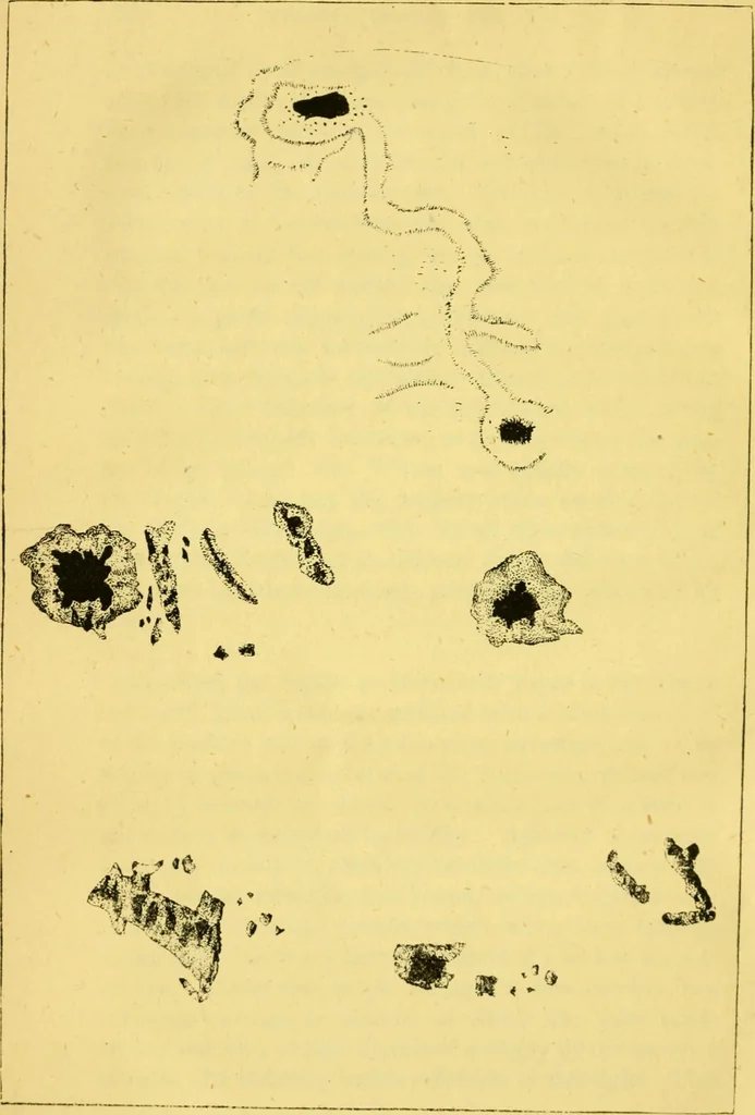 An illustration from The phenomena and order of the solar system, 1843, leaf 165