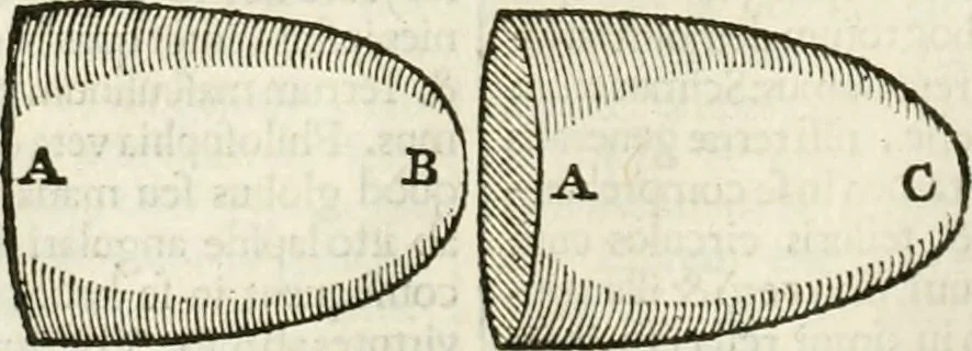An illustration from Philosophia Moysaica : in qua sapientia & scientia creationis & creaturarum sacra veréque Christiana (vt pote cujus basis sive fundamentum est unicus ille lapis angularis Iesus Christus) ad amussim & enucleaté explicatur, 1638, leaf 211