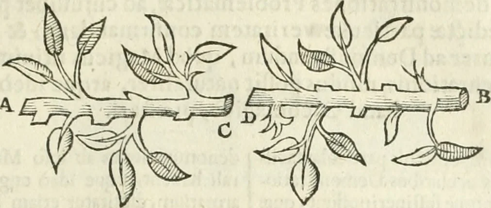 An illustration from Philosophia Moysaica : in qua sapientia & scientia creationis & creaturarum sacra veréque Christiana (vt pote cujus basis sive fundamentum est unicus ille lapis angularis Iesus Christus) ad amussim & enucleaté explicatur, 1638, leaf 264