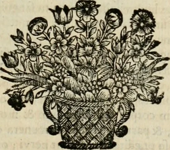 An illustration from Philosophia vetus et nova : ad usum scholae accommodata, in Regia Burgundia olim pertractata, 1684, leaf 500