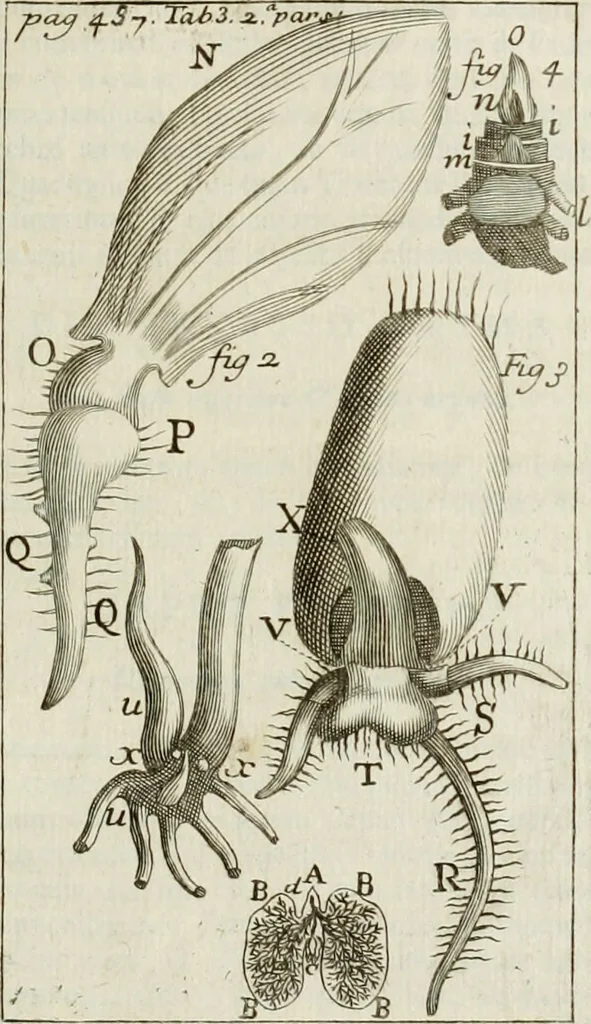 An illustration from Philosophia vetus et nova : ad usum scholae accommodata, in Regia Burgundia olim pertractata, 1684, leaf 502