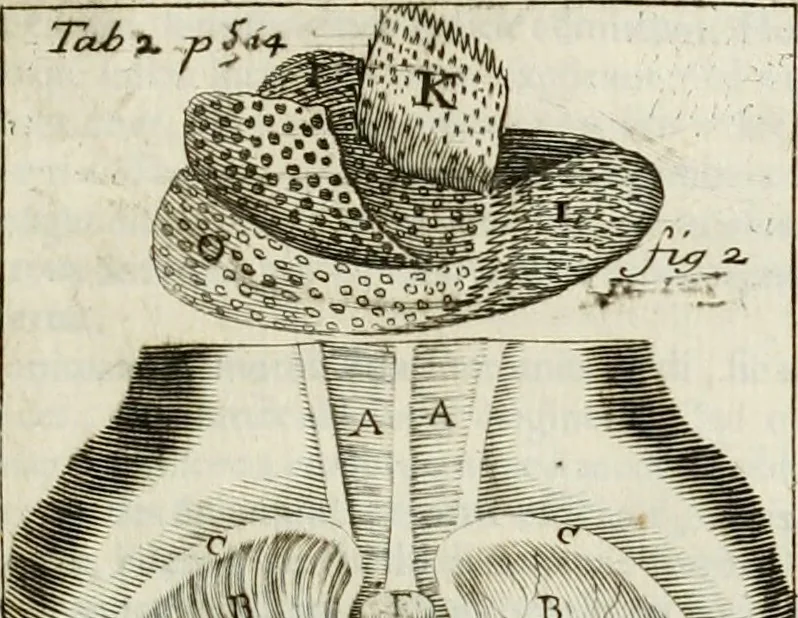 An illustration from Philosophia vetus et nova : ad usum scholae accommodata, in Regia Burgundia olim pertractata, 1684, leaf 534