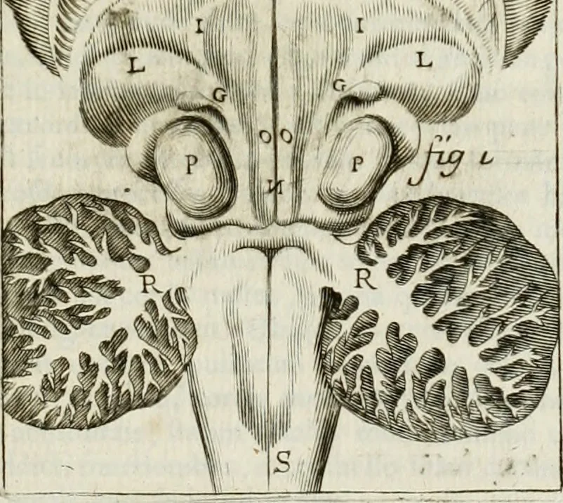 An illustration from Philosophia vetus et nova : ad usum scholae accommodata, in Regia Burgundia olim pertractata, 1684, leaf 534