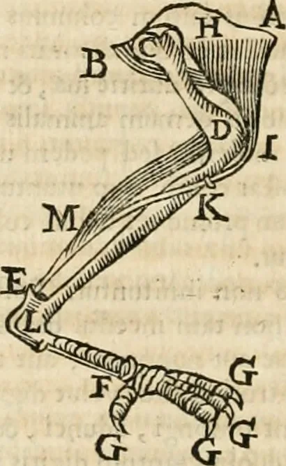 An illustration from Philosophia vetus et nova : ad usum scholae accommodata, in Regia Burgundia olim pertractata, 1684, leaf 561