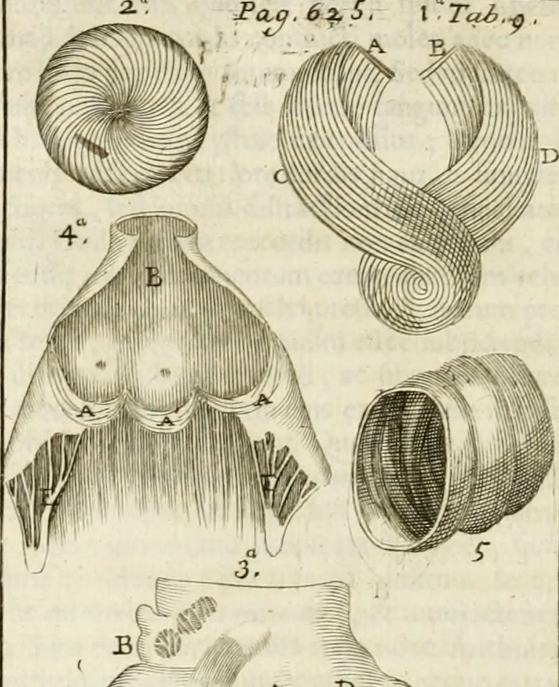 An illustration from Philosophia vetus et nova : ad usum scholae accommodata, in Regia Burgundia olim pertractata, 1684, leaf 659