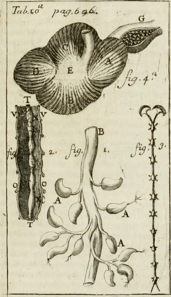 An illustration from Philosophia vetus et nova : ad usum scholae accommodata, in Regia Burgundia olim pertractata, 1684, leaf 732