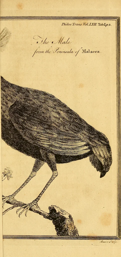 An illustration from Philosophical transactions of the Royal Society of London, 1666, leaf 20