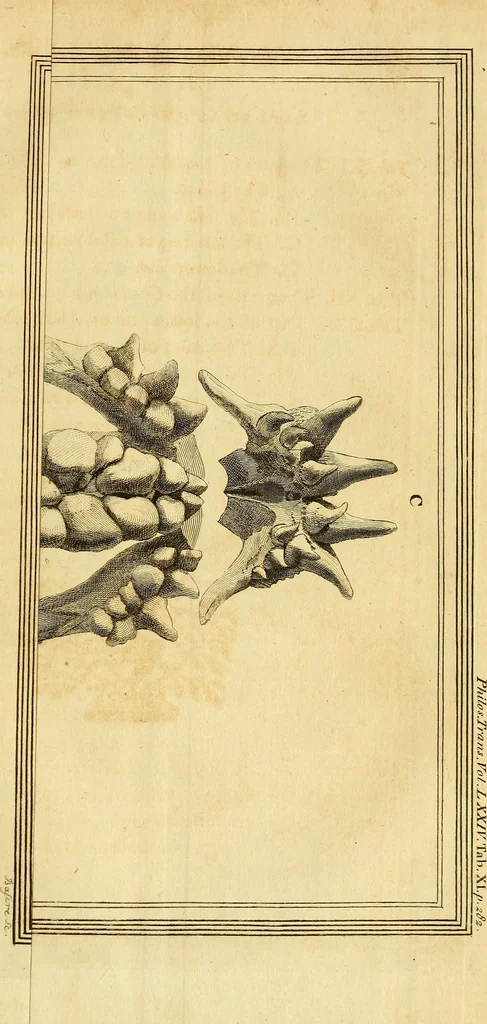 An illustration from Philosophical transactions of the Royal Society of London, 1666, leaf 342