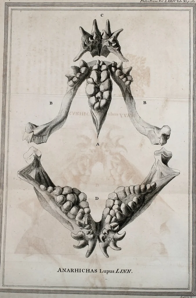 An illustration from Philosophical transactions of the Royal Society of London, 1666, leaf 344
