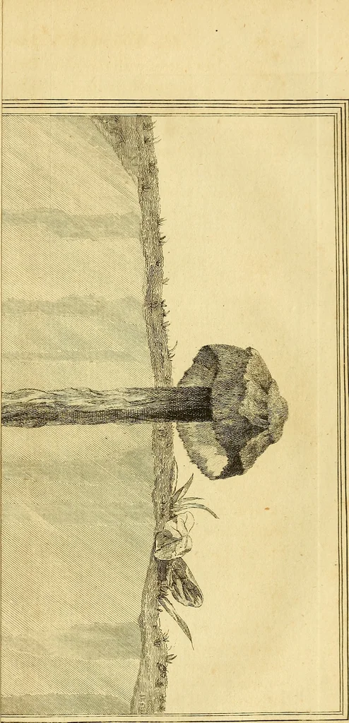 An illustration from Philosophical transactions of the Royal Society of London, 1666, leaf 506