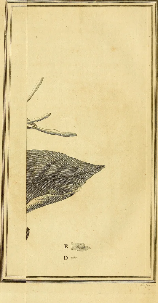 An illustration from Philosophical transactions of the Royal Society of London, 1666, leaf 552