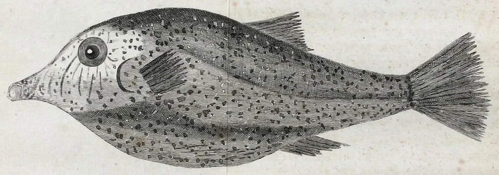 An illustration from Philosophical transactions of the Royal Society of London, 1666, leaf 453