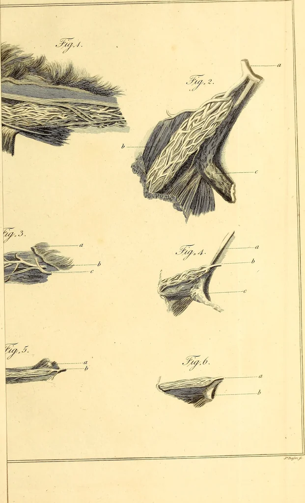 An illustration from Philosophical transactions of the Royal Society of London, 1666, leaf 124