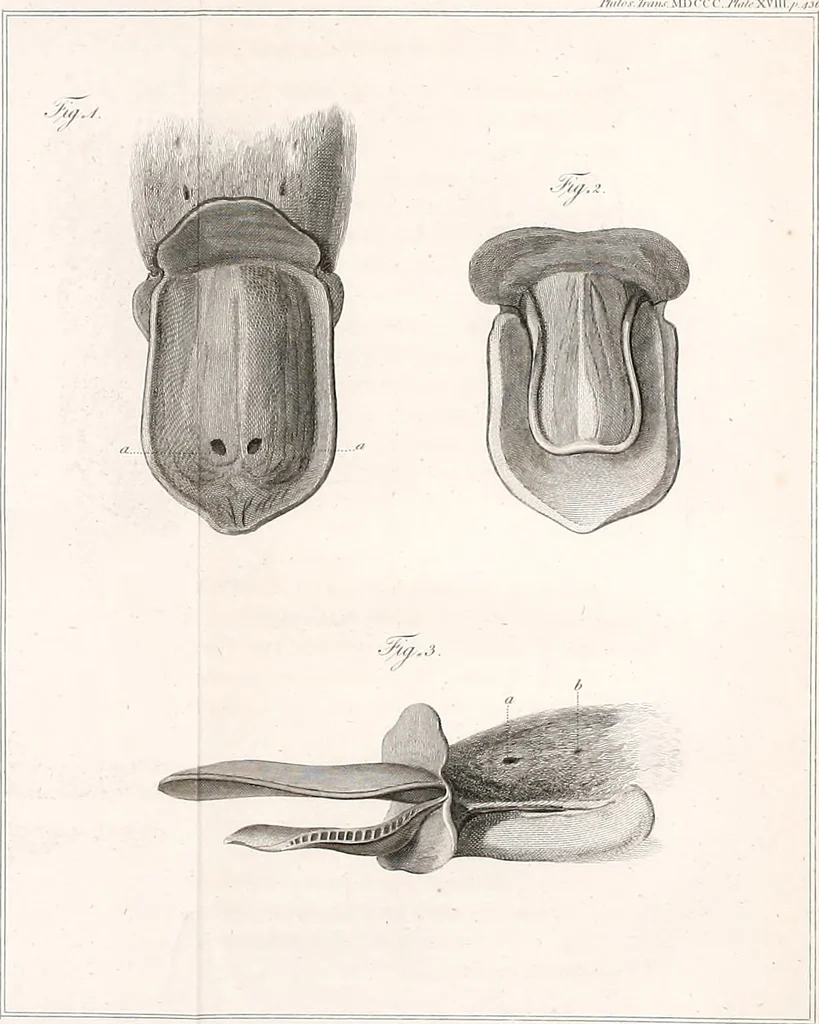 An illustration from Philosophical transactions of the Royal Society of London, 1666, leaf 554