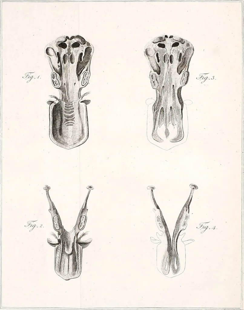 An illustration from Philosophical transactions of the Royal Society of London, 1666, leaf 558