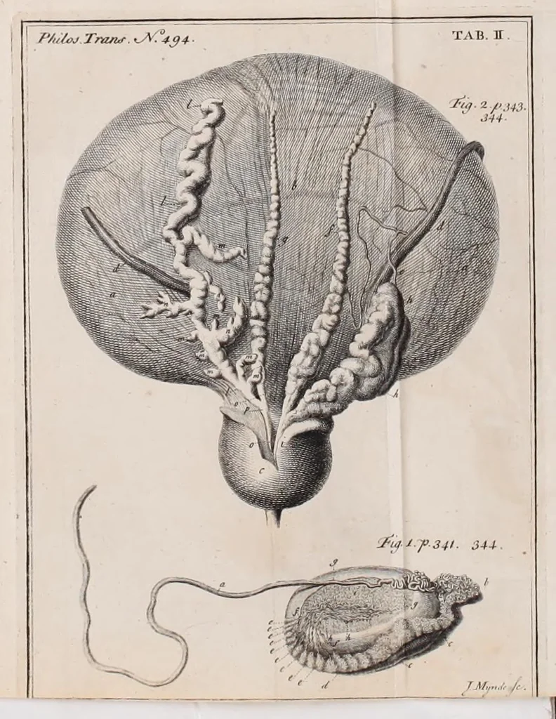 An illustration from Philosophical transactions of the Royal Society of London, 1665, leaf 341