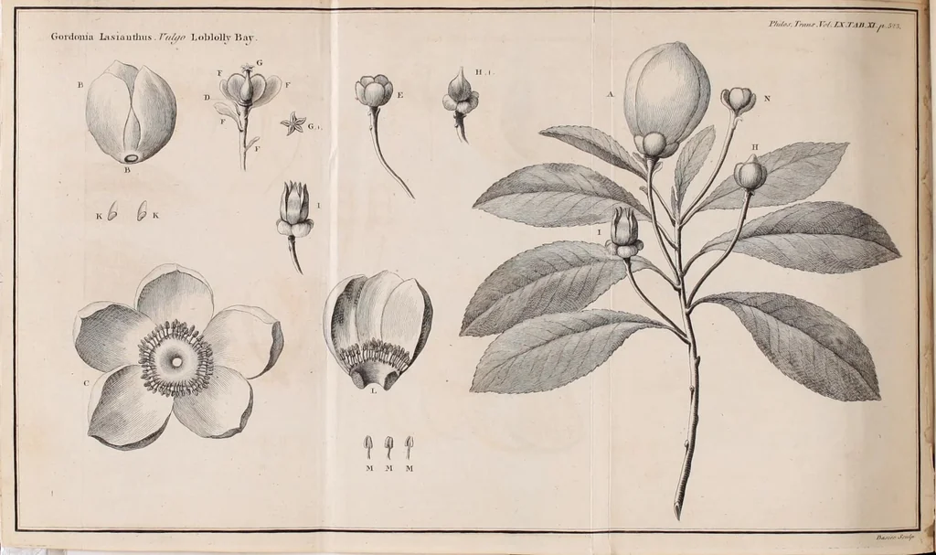 An illustration from Philosophical transactions of the Royal Society of London, 1665, leaf 565