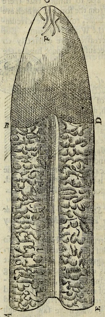 An illustration from Philosophical transactions of the Royal Society of London, 1676, leaf 472