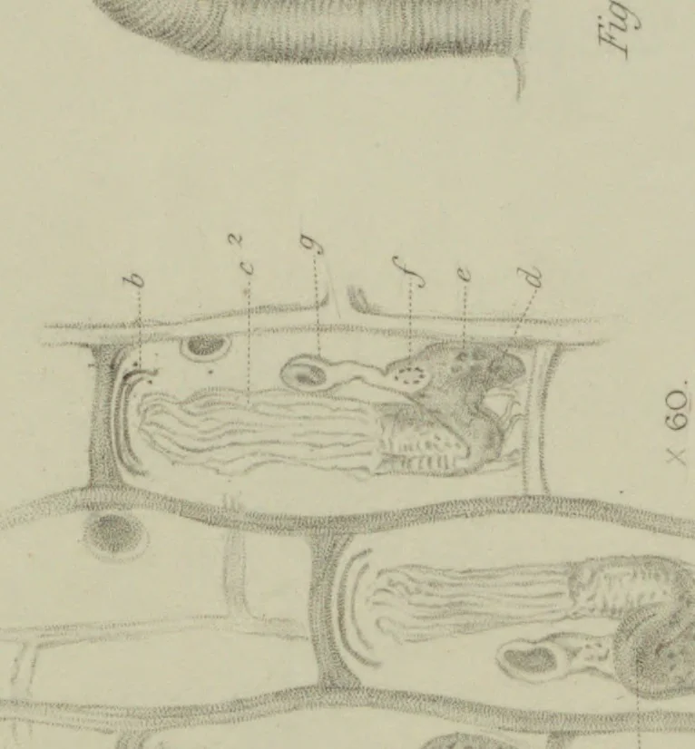 An illustration from Philosophical transactions, 1665, leaf 650