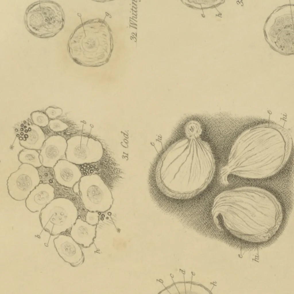 An illustration from Philosophical transactions, 1665, leaf 508