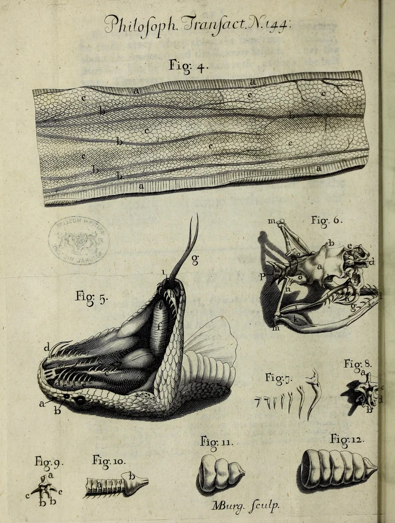 An illustration from Philosophical transactions of the Royal Society of London, 1683, leaf 40