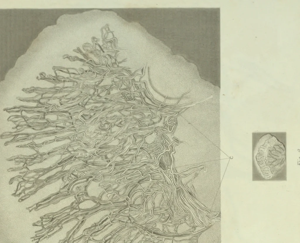 An illustration from Philosophical transactions, 1665, leaf 334