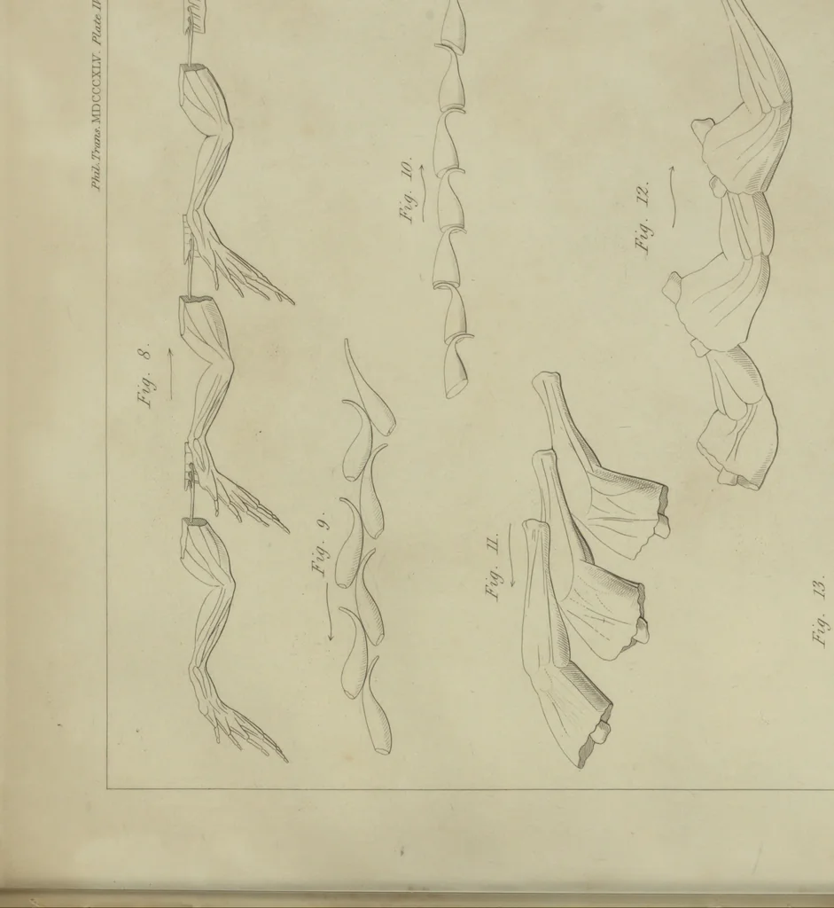 An illustration from Philosophical transactions, 1665, leaf 414