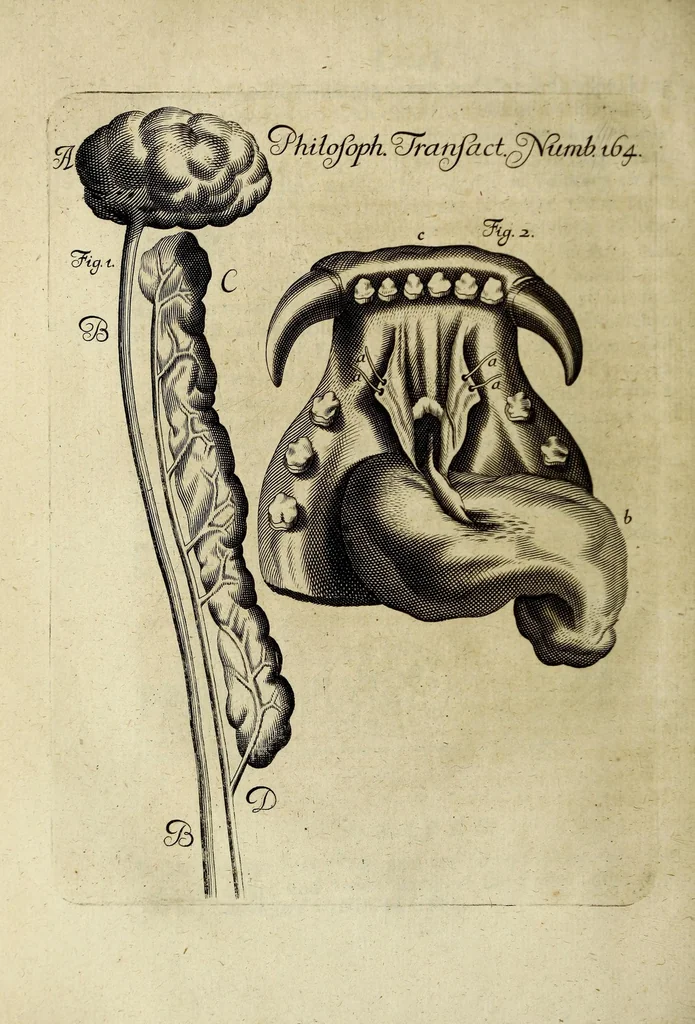 An illustration from Philosophical transactions of the Royal Society of London, 1684, leaf 356