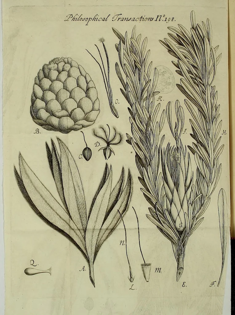 An illustration from Philosophical transactions of the Royal Society of London, 1695, leaf 216