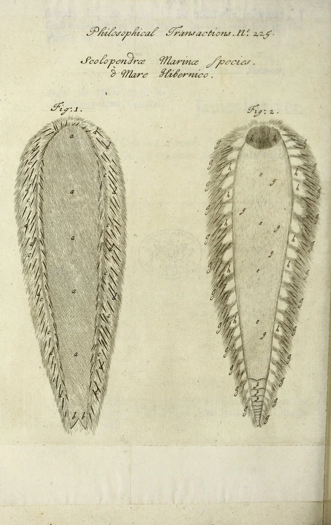 An illustration from Philosophical transactions of the Royal Society of London, 1695, leaf 434
