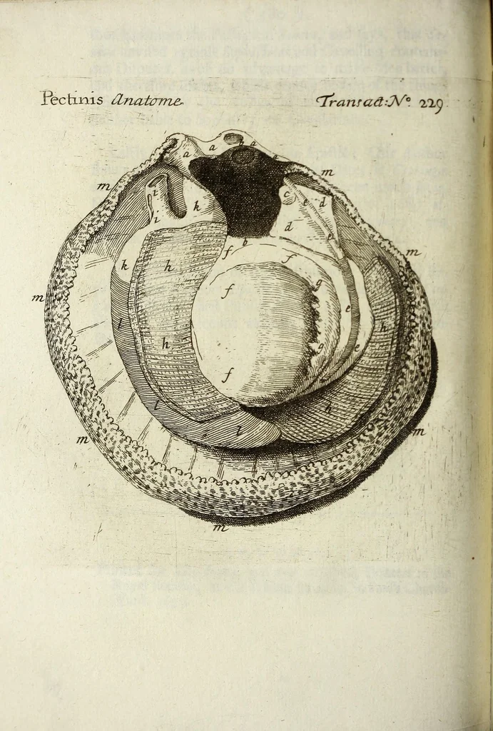 An illustration from Philosophical transactions of the Royal Society of London, 1695, leaf 602