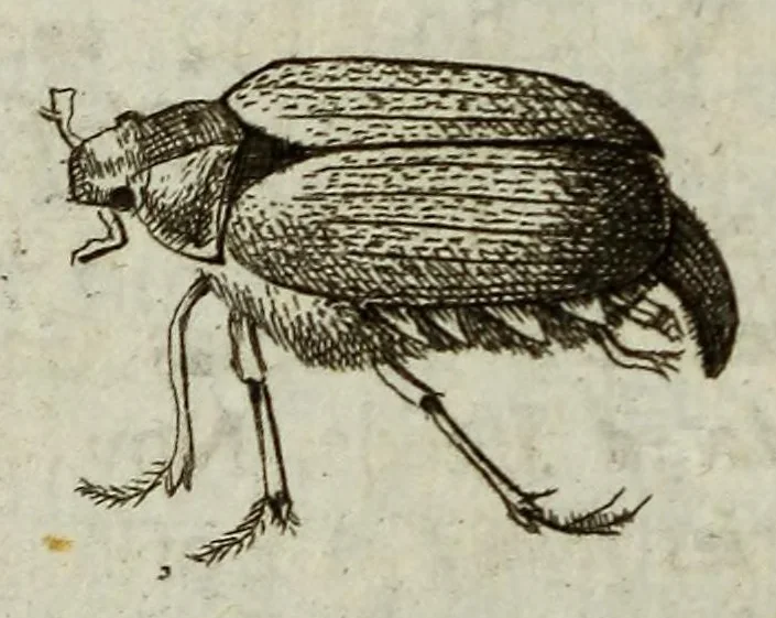An illustration from Philosophical transactions of the Royal Society of London, 1695, leaf 796