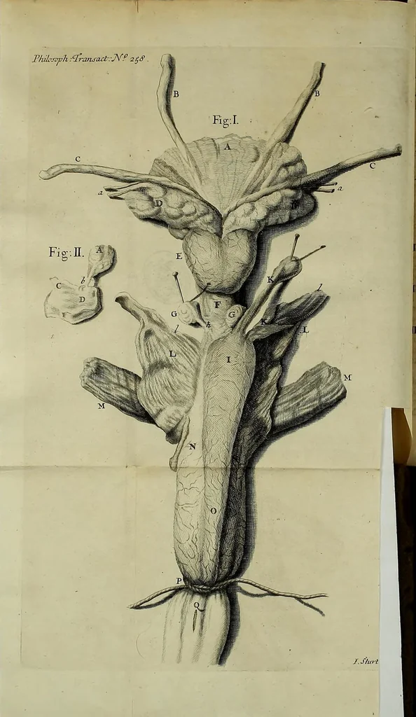 An illustration from Philosophical transactions of the Royal Society of London, 1700, leaf 424