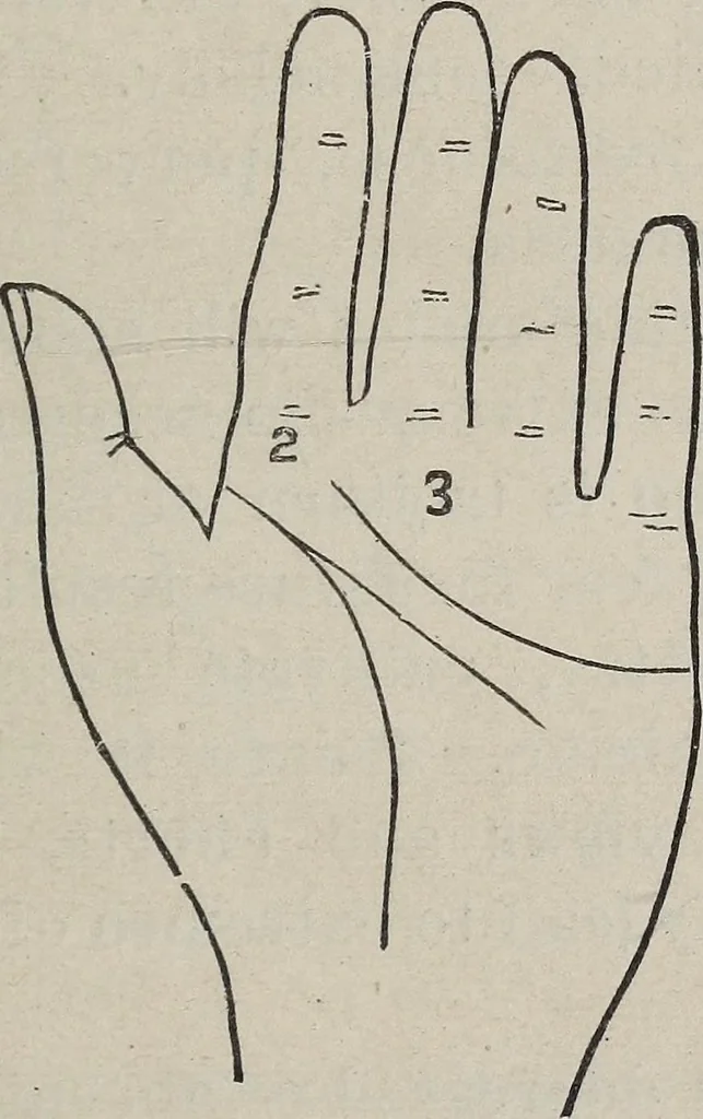 An illustration from Philosophic chiromancy. Mysteries of the hand revealed and explained: the art of determining, from an inspection of the hands, the person's temperature, appetites, passions, impulses, aspirations, mental endowments, character and tendencies, 1879, leaf 108