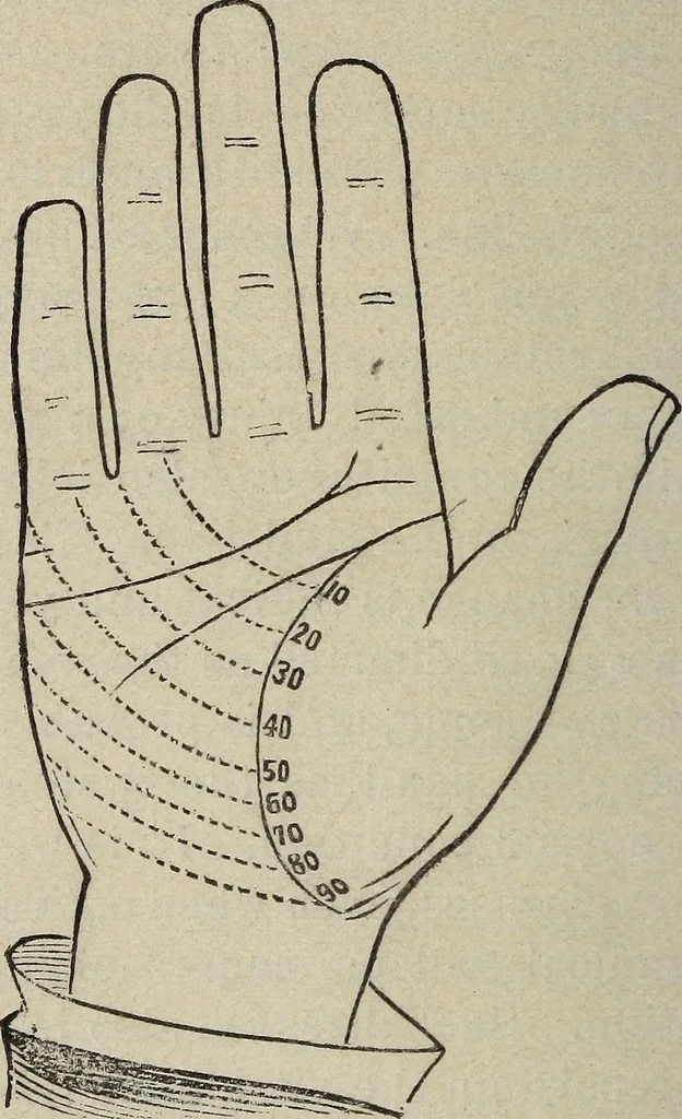 An illustration from Philosophic chiromancy. Mysteries of the hand revealed and explained: the art of determining, from an inspection of the hands, the person's temperature, appetites, passions, impulses, aspirations, mental endowments, character and tendencies, 1879, leaf 127