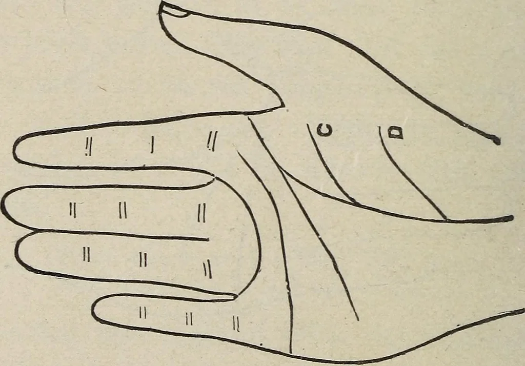 An illustration from Philosophic chiromancy. Mysteries of the hand revealed and explained: the art of determining, from an inspection of the hands, the person's temperature, appetites, passions, impulses, aspirations, mental endowments, character and tendencies, 1879, leaf 137