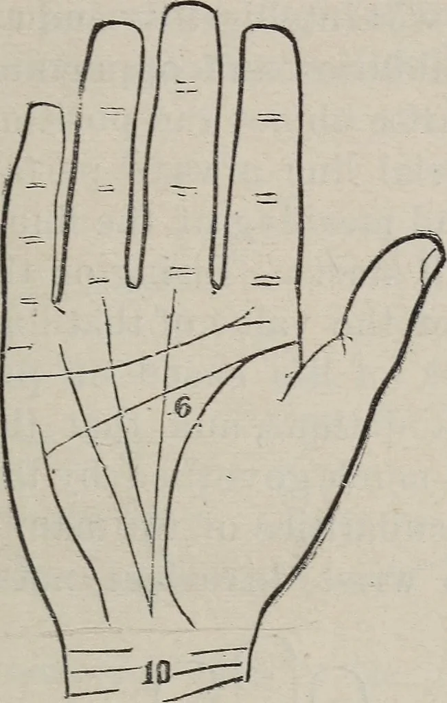 An illustration from Philosophic chiromancy. Mysteries of the hand revealed and explained: the art of determining, from an inspection of the hands, the person's temperature, appetites, passions, impulses, aspirations, mental endowments, character and tendencies, 1879, leaf 152