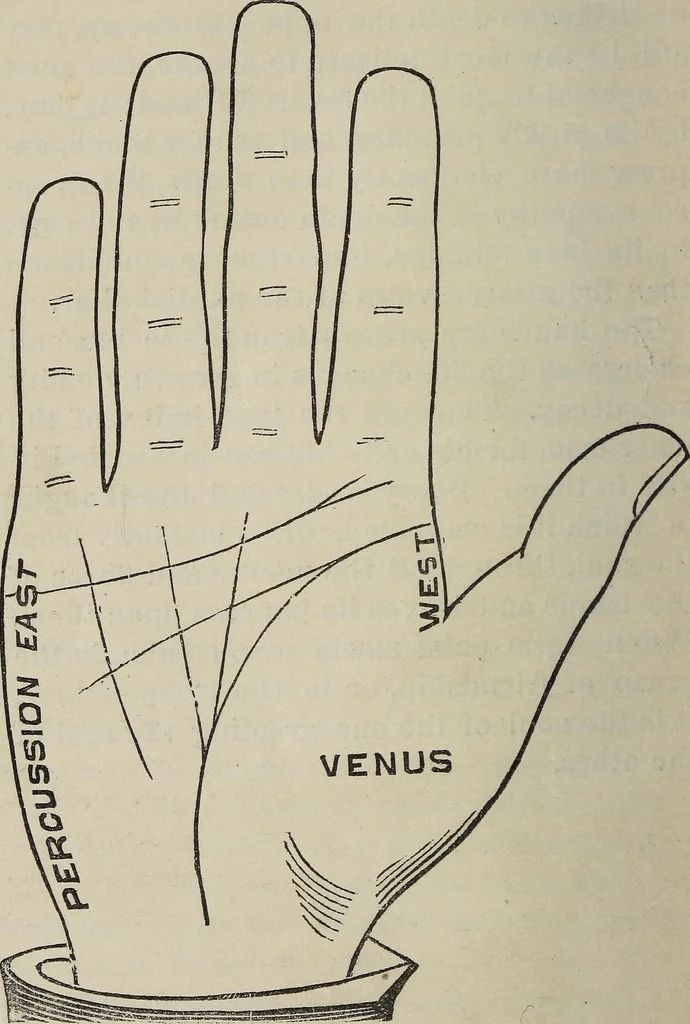 An illustration from Philosophic chiromancy. Mysteries of the hand revealed and explained: the art of determining, from an inspection of the hands, the person's temperature, appetites, passions, impulses, aspirations, mental endowments, character and tendencies, 1879, leaf 47