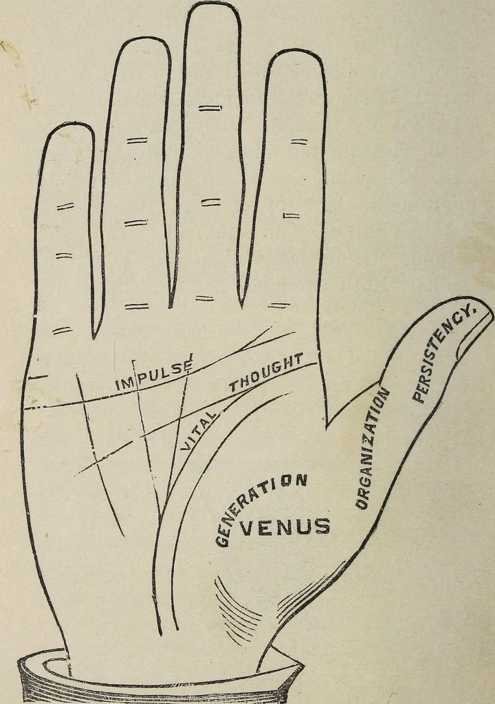 An illustration from Philosophic chiromancy. Mysteries of the hand revealed and explained: the art of determining, from an inspection of the hands, the person's temperature, appetites, passions, impulses, aspirations, mental endowments, character and tendencies, 1879, leaf 61