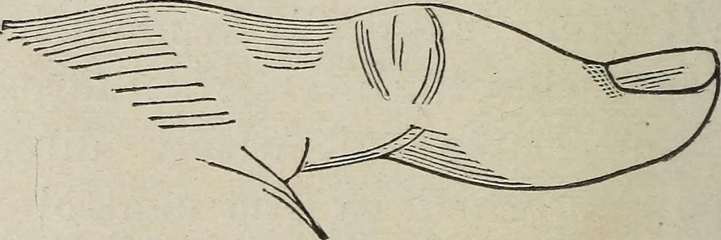An illustration from Philosophic chiromancy. Mysteries of the hand revealed and explained: the art of determining, from an inspection of the hands, the person's temperature, appetites, passions, impulses, aspirations, mental endowments, character and tendencies, 1879, leaf 65