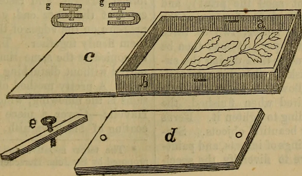 An illustration from The Photographic art-journal, 1851, leaf 320