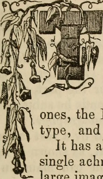 An illustration from The Photographic art-journal, 1851, leaf 294