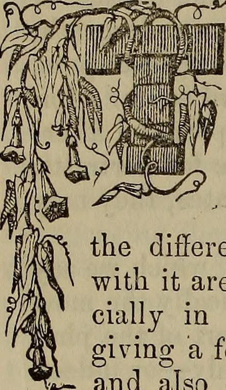 An illustration from The Photographic art-journal, 1851, leaf 351