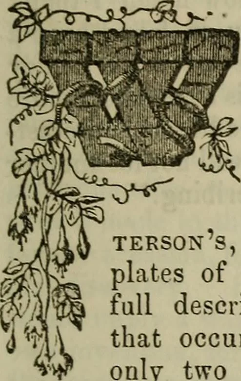 An illustration from The Photographic art-journal, 1851, leaf 46