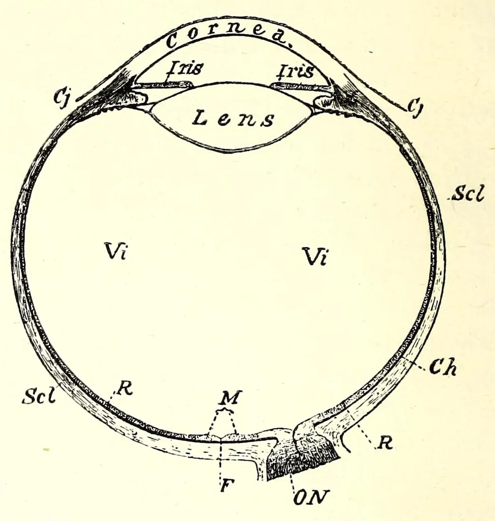 An illustration from Photography in colours, 1917, leaf 62