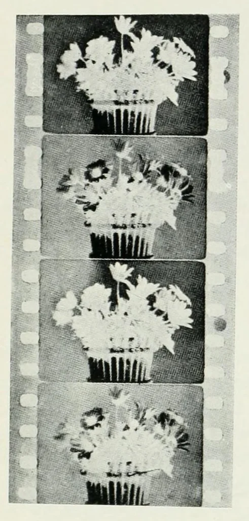 An illustration from Photography in colours, 1916, leaf 249