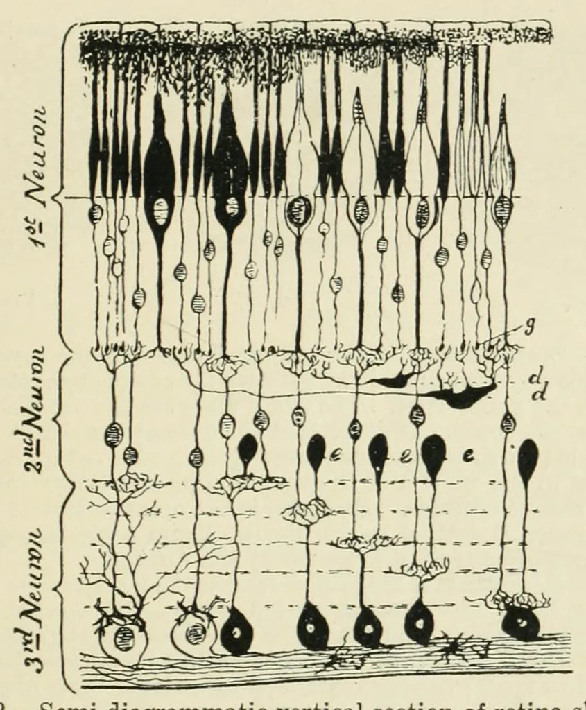 An illustration from Photography in colours, 1916, leaf 57